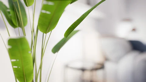 Kitchen, plants and interior details — view 1