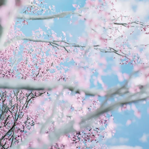 Soft interior light and cherry blossoms — view 5