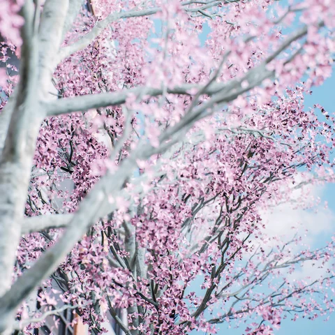 Soft interior light and cherry blossoms — view 4