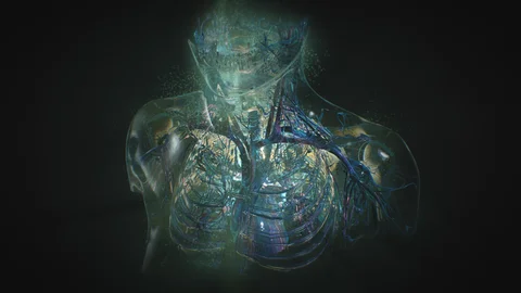 Translucent human torso with illuminated internal structures